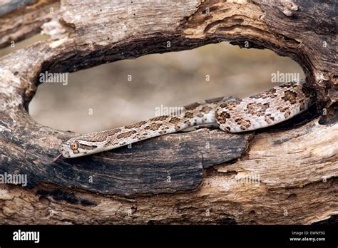 Great Plains Rat Snake (Pantherophis emoryi) - Camp Lula Sams ...