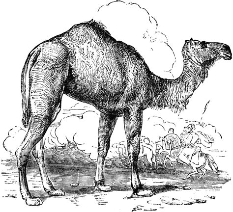 Camel Clipart Camels Cartoon Clip Art Hump Day Cute Colorful - Clipart Library - Clip Art Library