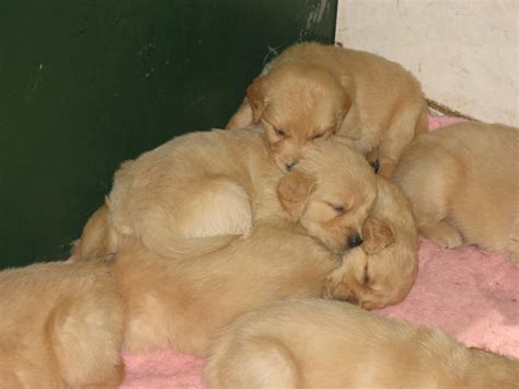 Golden Retriever puppies 5 by Tari-Stock on DeviantArt