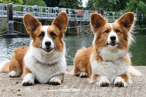 Cardigan Welsh corgi: Dog breed characteristics & care