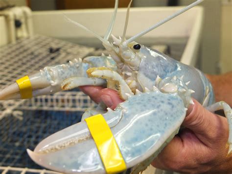 Rarest of the rare white lobster finds new home in Thomaston | Wiscasset Newspaper