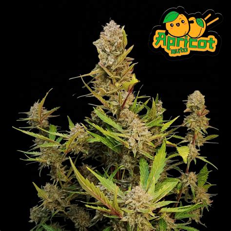 Fast Buds Autoflowering Cannabis Seeds: Apricot Auto | Fast Buds seeds ...