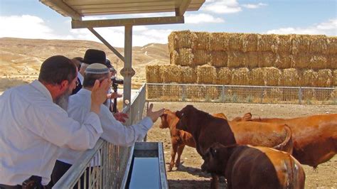 Rabbis from the Temple Institute inspect recently born male red angus ...