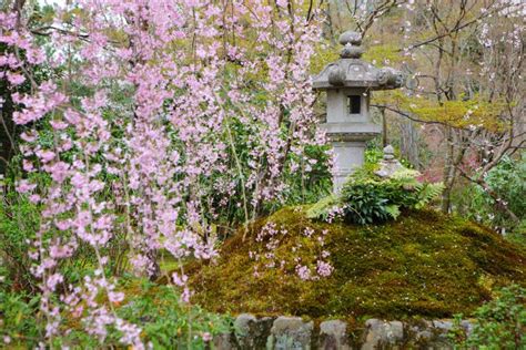 Sakura in Japanese garden stock image. Image of beautiful - 37795513