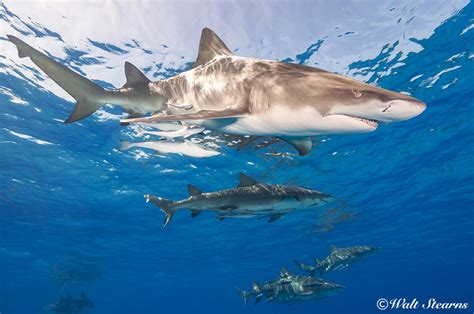 The Bahamas' Best Shark Dives | Caradonna Adventures