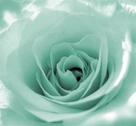 Foto gratis rosa verde menta para descargar | FreeImages