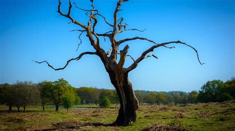 Climate Change and Trees: Here's How You Can Help | TreeNewal