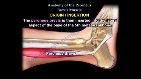 Anatomy Of The Peroneus Brevis Muscle - Everything You Need To Know - Dr. Nabil Ebraheim - YouTube