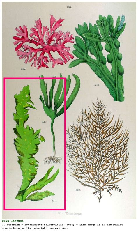 Ulva lactuca - Plantae - Biology [359095]