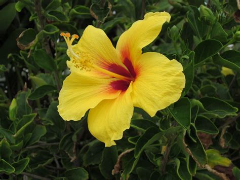 Yellow Hibiscus | Pics4Learning