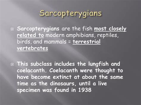 PPT - Osteichthyes PowerPoint Presentation - ID:5338149