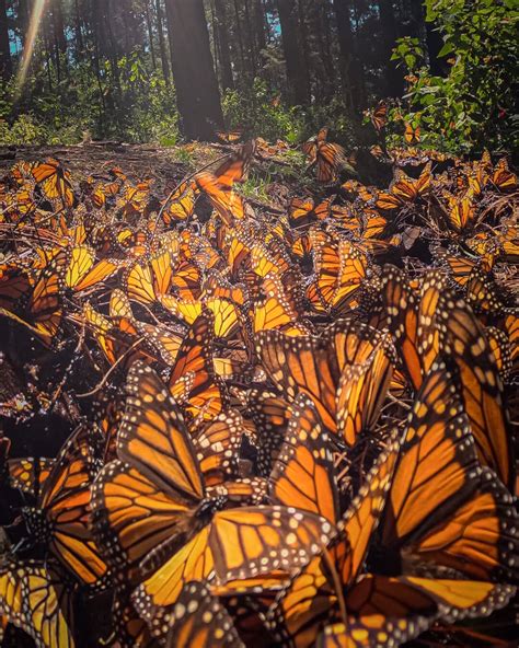 How to See The Monarch Butterfly Migration in Mexico - Jess Wandering