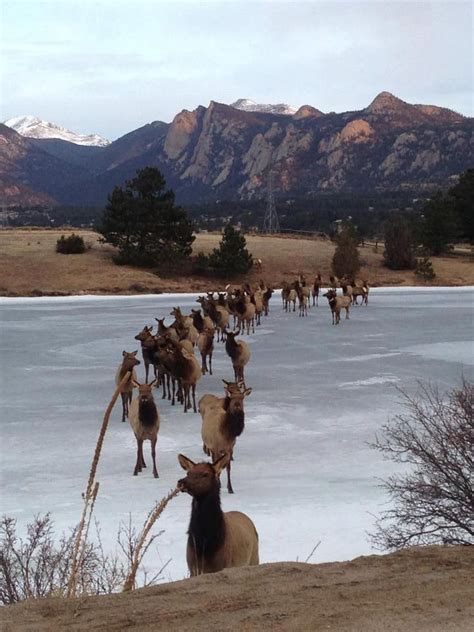 106 best Estes Park Wildlife images on Pinterest | Elk, Estes park ...