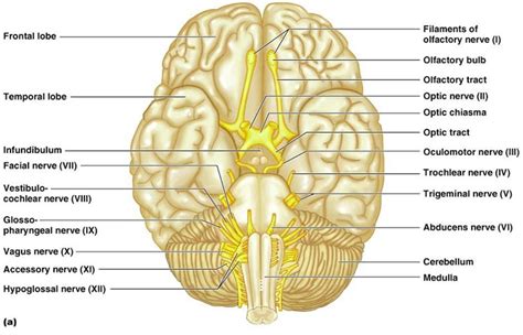 TooSogiE Medical Images: Cranial Nerves : VI - IX