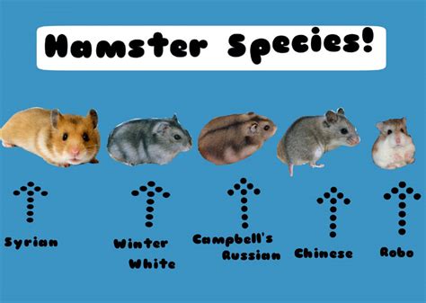 What Is The Best Kind Of Hamster To Get at Andrew Baumgardner blog