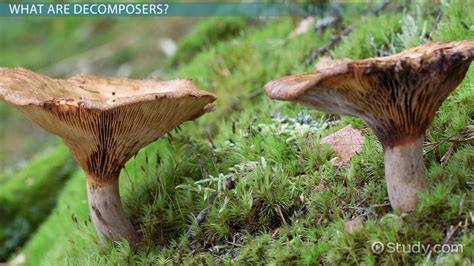 Decomposers Animals List