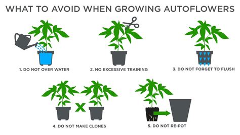 5 Top Tips For Growing Autoflowering Cannabis Strains in a Greenhouse ...