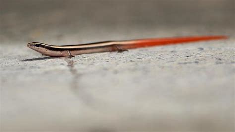 The Common Dotted Garden Skink is also known as saamp ki mausi - The Hindu