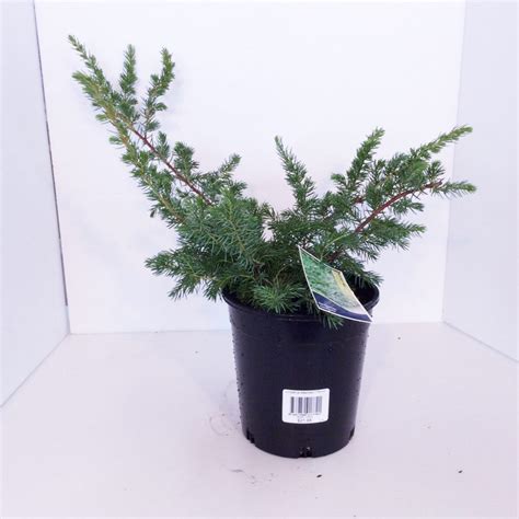 Product categories Conifers