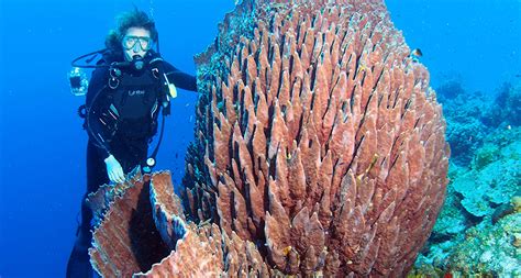 Giant barrel sponges are hijacking Florida’s coral reefs