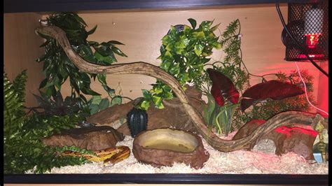 Adult Corn Snake Setup! - YouTube