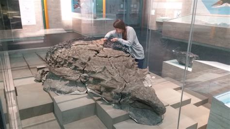 What did Nodosaurs Eat? BU Participates in Dino Study - DiscoverWestman.com - Local news ...