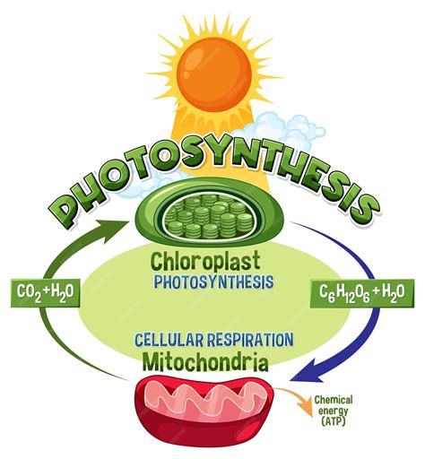 Photosynthesis And Respiration Animation