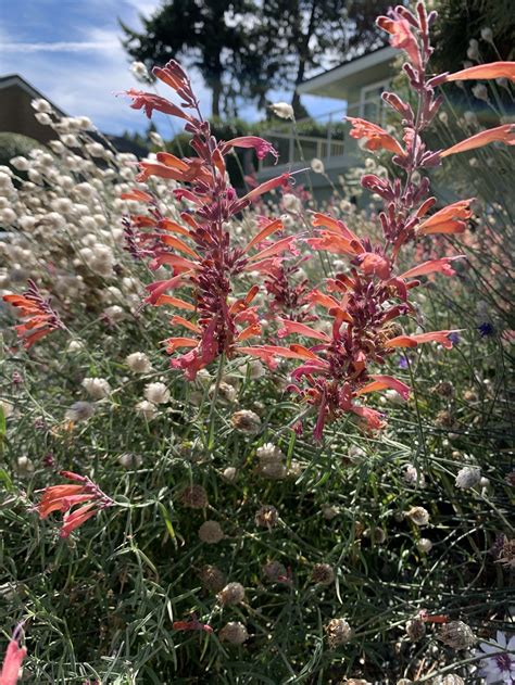 Agastache rupestris — Stellata Plants