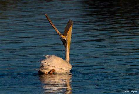 Utah-Lake-State-Park-pelican-fishing-Photo-Jeepers - PhotoJeepers