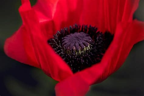 Poppy Flower - Seriously Flowers - Flowers - Gardening