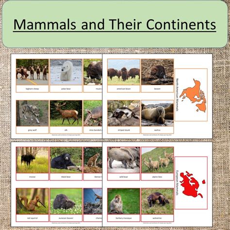 Mammals and Their Continents Science Geography Study | Made By Teachers