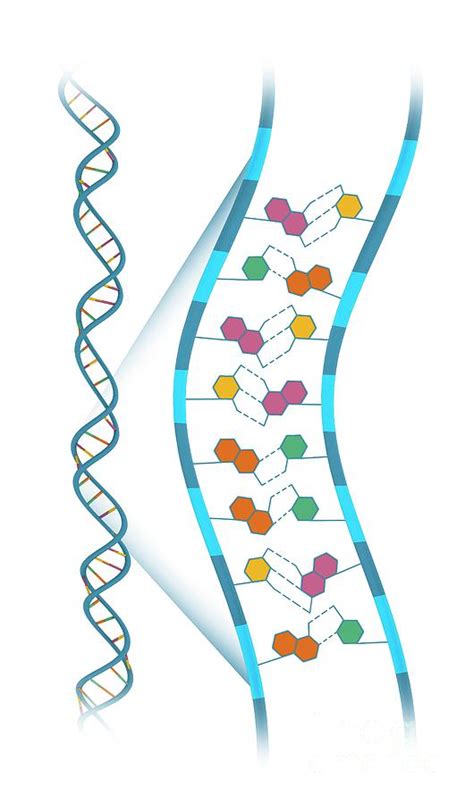 Base-pair Structure Of Dna Photograph by Mikkel Juul Jensen / Science ...