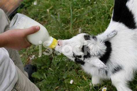 Baby Goat Feeding Stock Photo | Royalty-Free | FreeImages