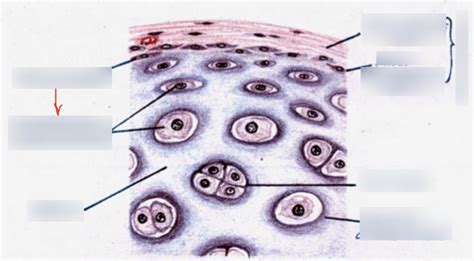 Hyaline Cartilage Histology Diagram | Quizlet