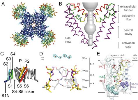 Voltage-gated sodium channels (Na V ) | Introduction | BPS/IUPHAR Guide ...