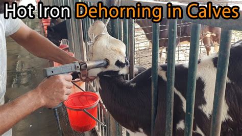 Hot Iron Dehorning of a Young Calf | Bovine Practices - YouTube