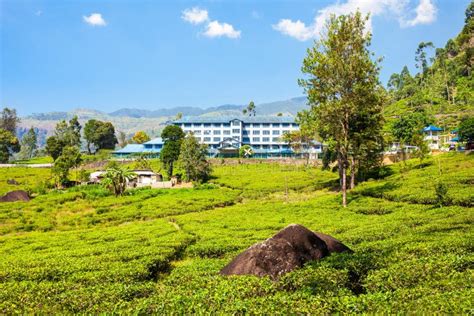 Tea factory, Sri Lanka stock photo. Image of manufacturing - 101375232