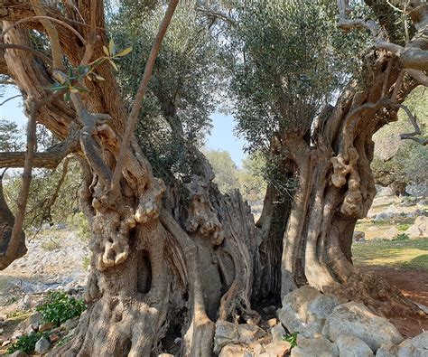 Oldest olive trees in the world – Olive gardens of Lun