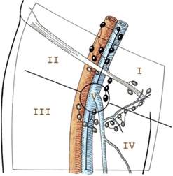 What Drains Into Inguinal Lymph Nodes - Best Drain Photos Primagem.Org