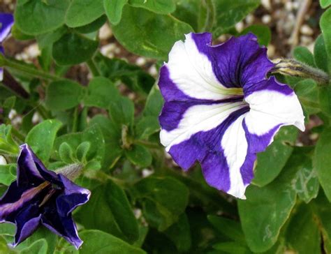 Purple petunia | Purple petunias, Petunias, Garden and yard