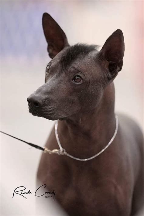 Del Rey Xoloitzcuintli - Xoloitzcuintli Puppies for Sale in Ocala, FL | AKC Marketplace