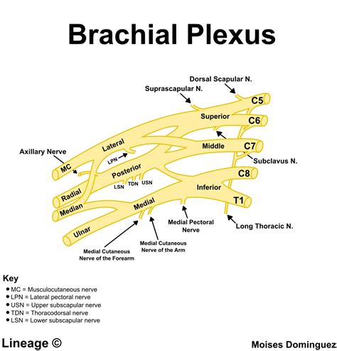 Brachial Plexus - MSK - Medbullets Step 1