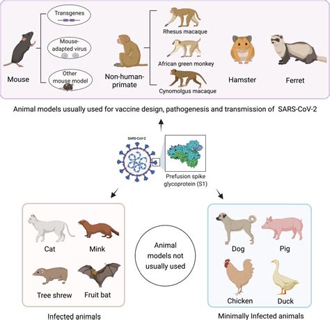 Animal models for SARS‐CoV‐2 infection and pathology - Bi - 2021 - MedComm - Wiley Online Library