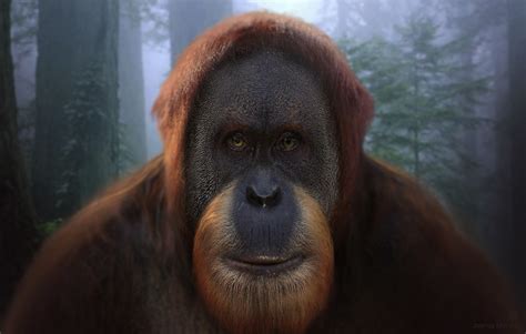 Percy | Planet of the Apes Wiki | Fandom