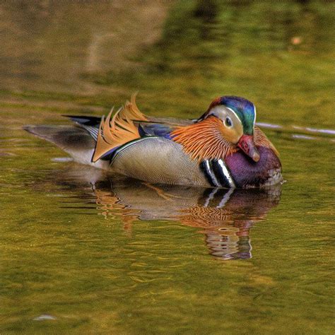 12 More Photos of North Carolina Wildlife That Will Drop Your Jaw | Wildlife, North carolina ...