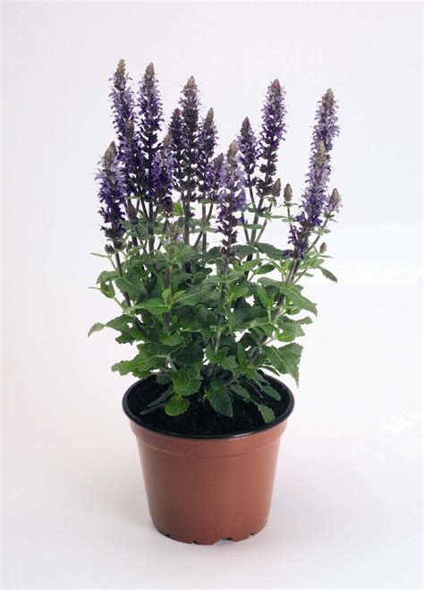 SALVIA x superba ADORA BLUE - Muller Seeds