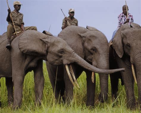 Elephant poachers kill three rangers at a wildlife park in the ...