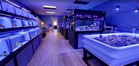 World Wide Corals 10th Anniversary Sale | Reef Builders | The Reef and Saltwater Aquarium Blog