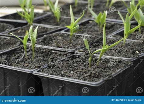 Pepper seedlings stock photo. Image of pepper, nature - 18837288