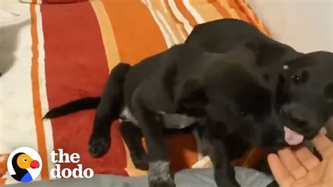 Dog Licks Baby – 1Funny.com